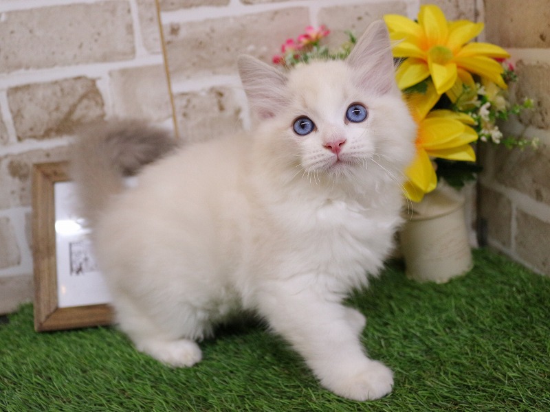 ラグドール26-0176