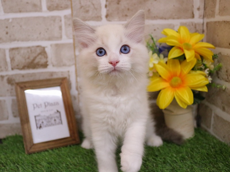 ラグドール26-0176