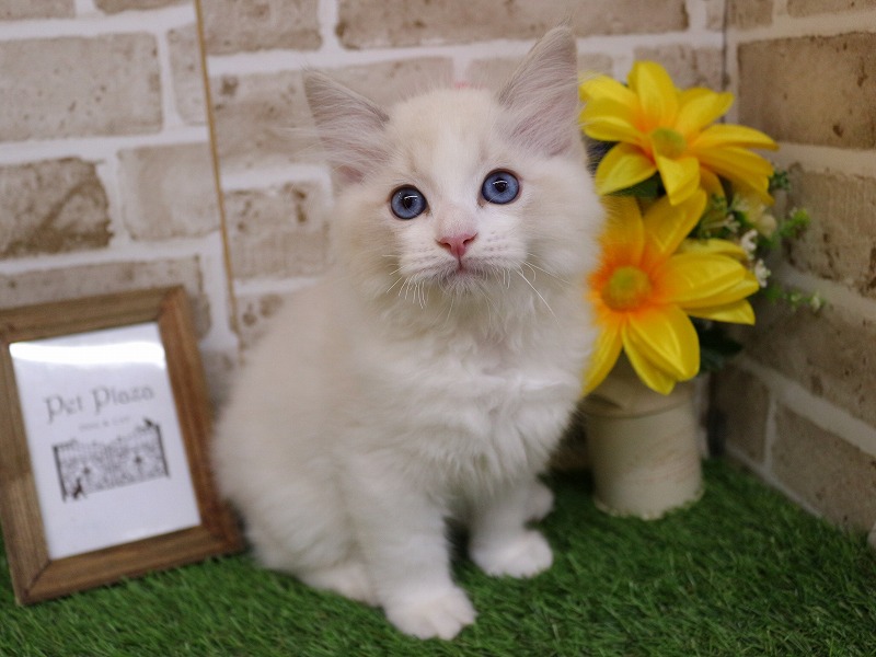 ラグドール26-0176