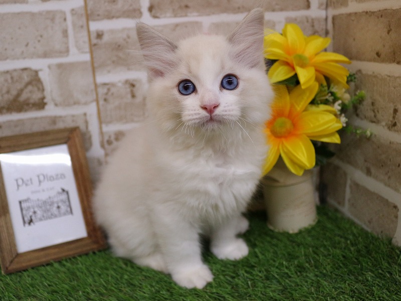 ラグドール26-0176