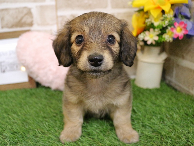 ミニチュアダックスフンド26-0180