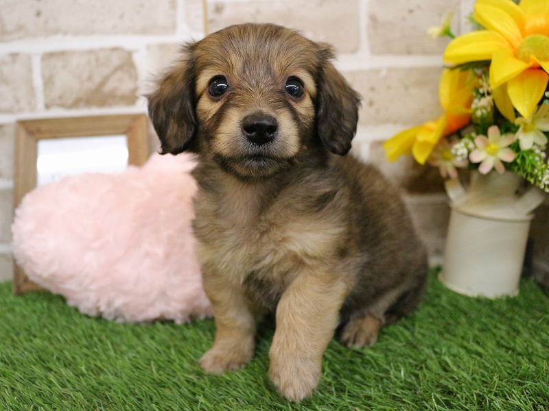 ミニチュアダックスフンド26-0180