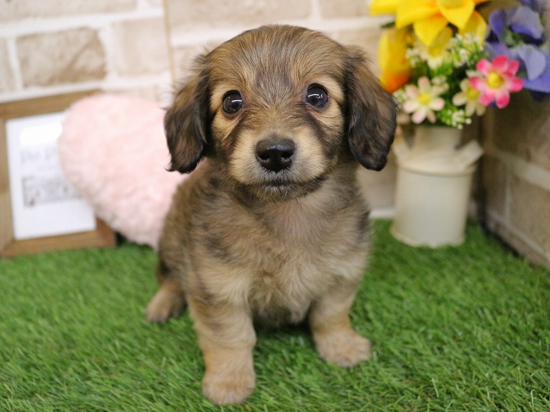 ミニチュアダックスフンド26-0180