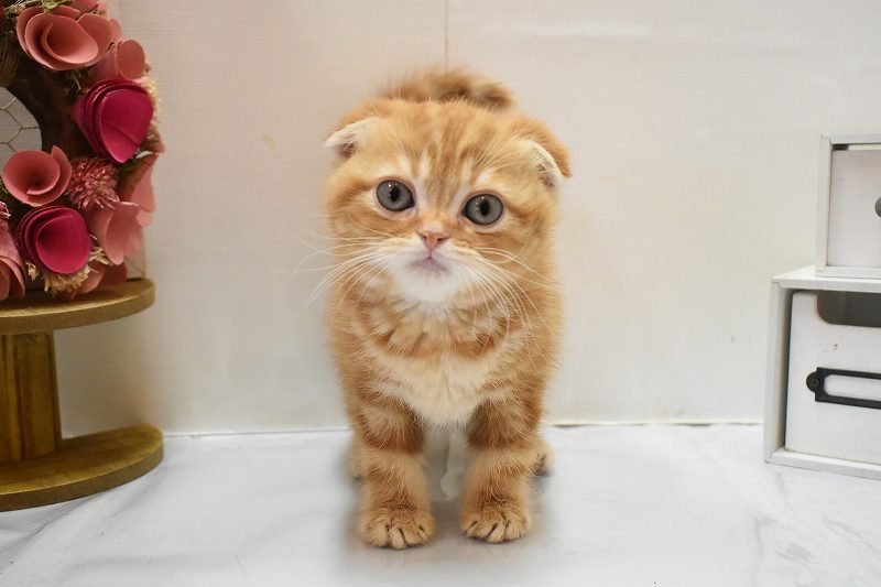 スコティッシュフォールド26-0216