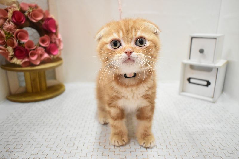 スコティッシュフォールド26-0216