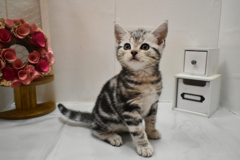 アメリカンショートヘア26-0217