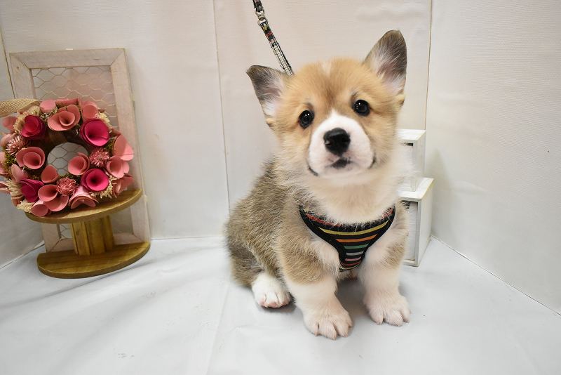 ウェルシュコーギーペンブローク26-0241