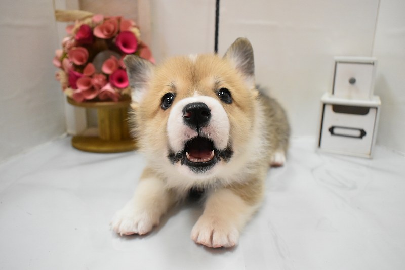 ウェルシュコーギーペンブローク26-0241