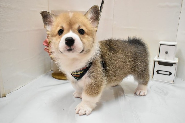 ウェルシュコーギーペンブローク26-0241