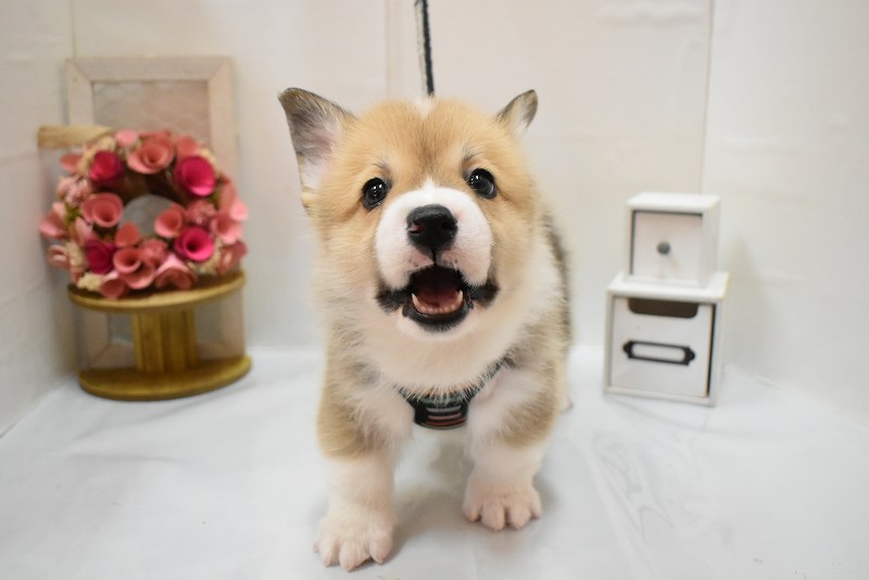 ウェルシュコーギーペンブローク26-0241