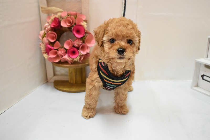 トイプードル26-0247