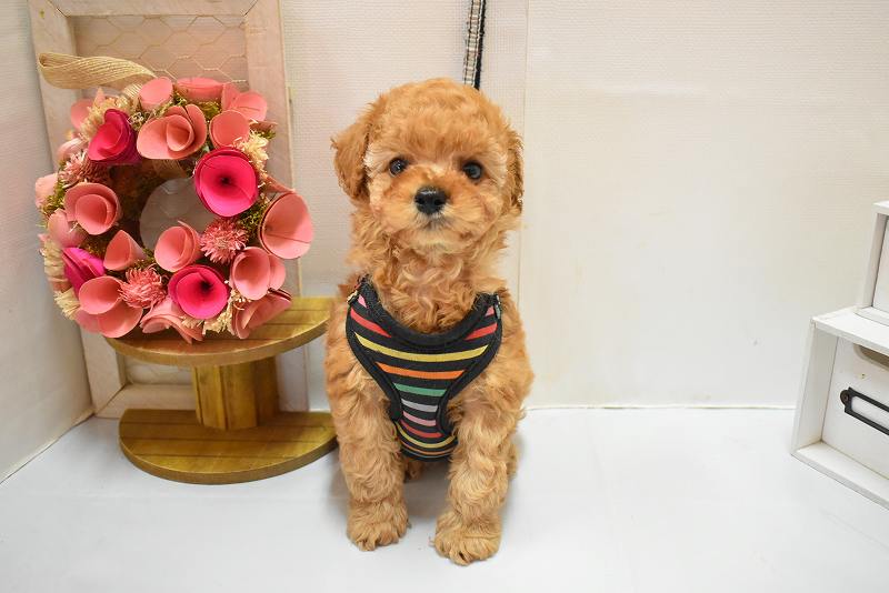 トイプードル26-0247