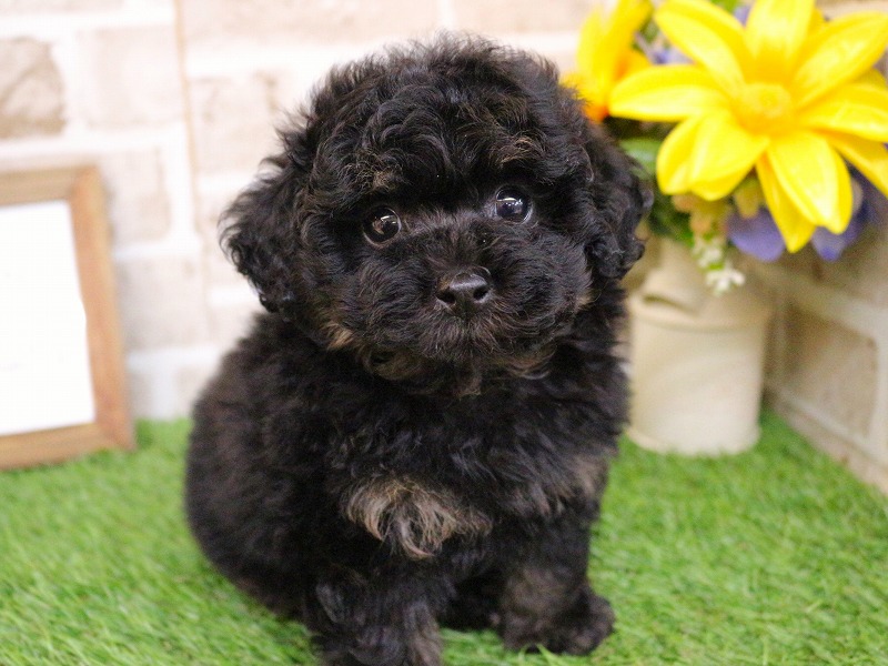 トイプードル26-0248