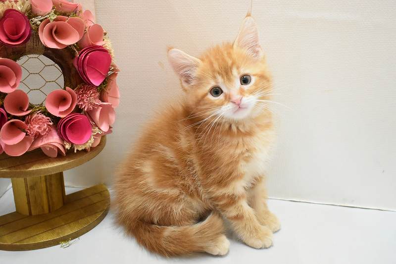 アメリカンショートヘア26-0258