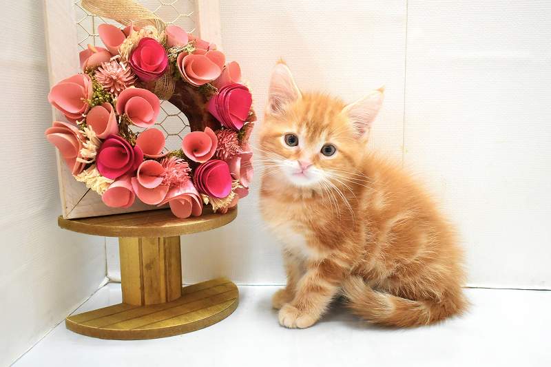 アメリカンショートヘア26-0258