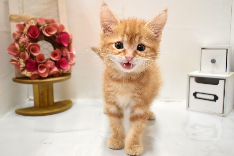 アメリカンショートヘア26-0258