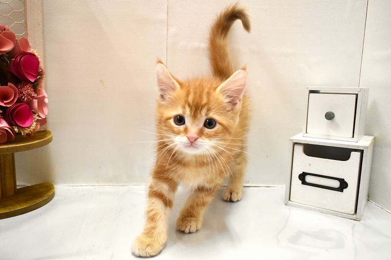 アメリカンショートヘア26-0258