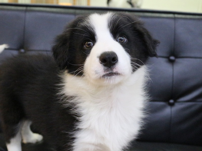 ボーダーコリー26-0260