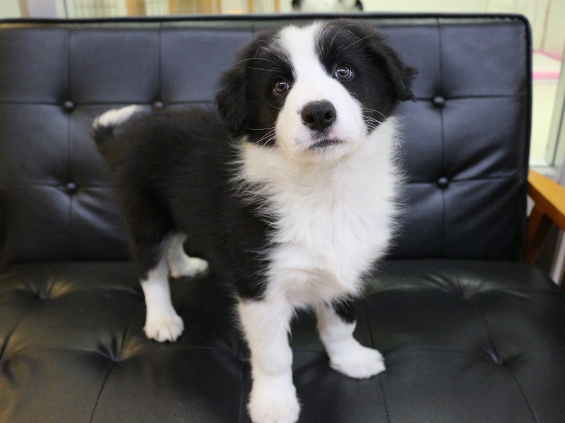 ボーダーコリー26-0260