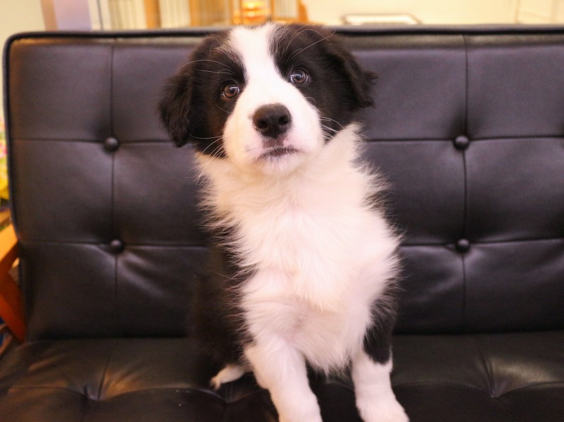 ボーダーコリー26-0260