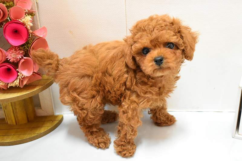 トイプードル26-0264