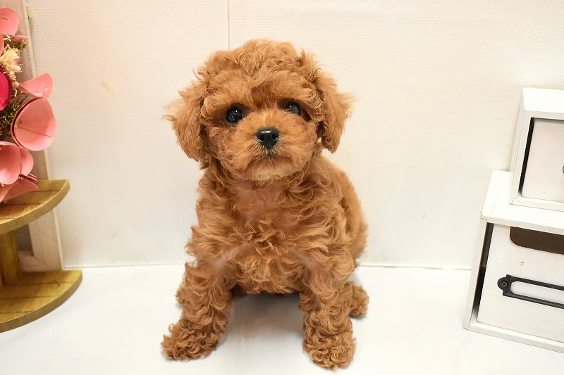 トイプードル26-0264