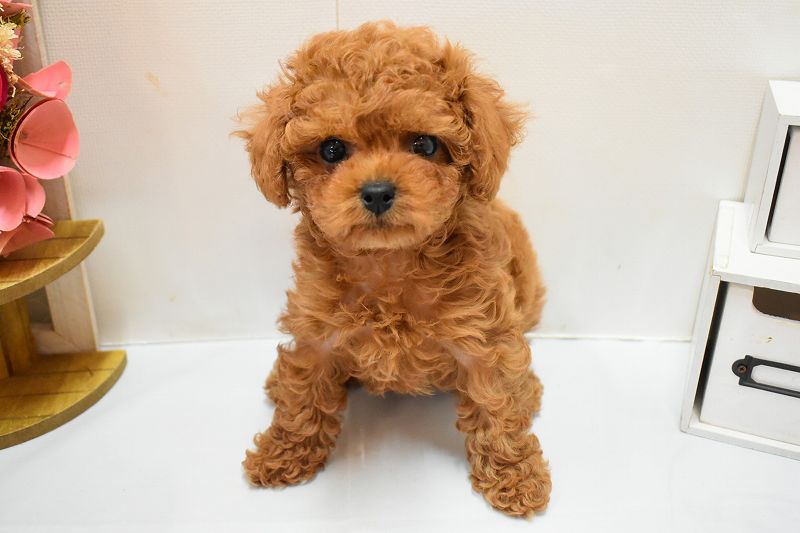 トイプードル26-0264