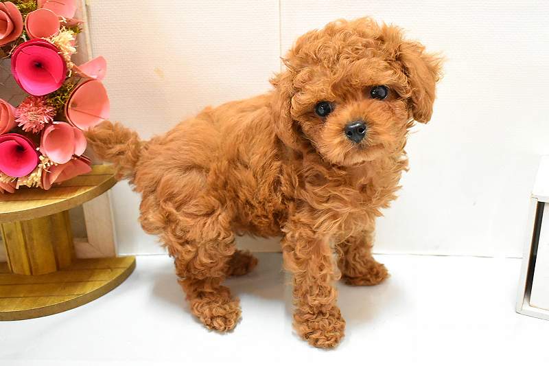トイプードル26-0264