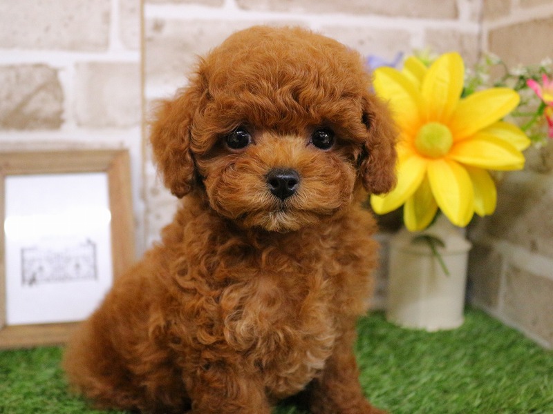 トイプードル26-0265