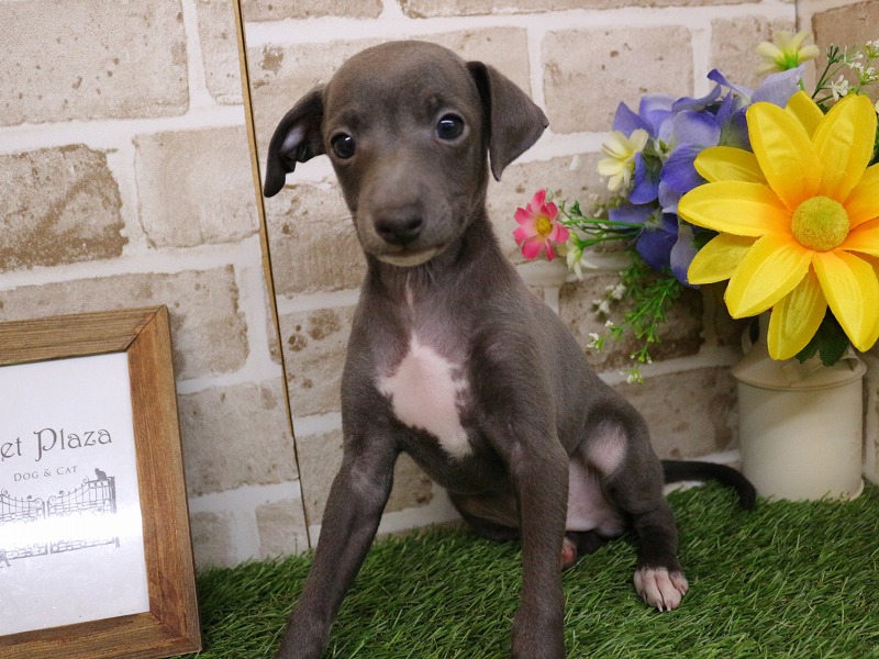 イタリアン・グレーハウンド26-0268