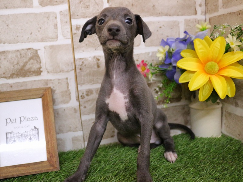 イタリアン・グレーハウンド26-0268