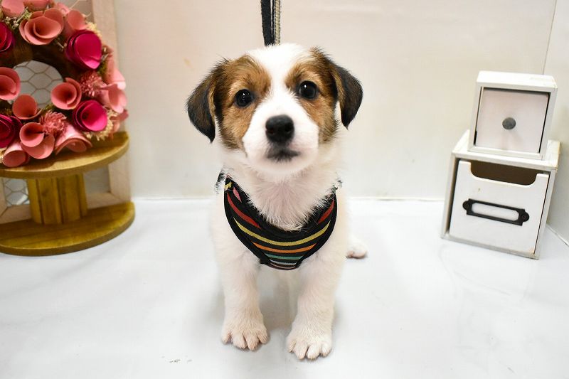 ジャックラッセルテリア26-0272