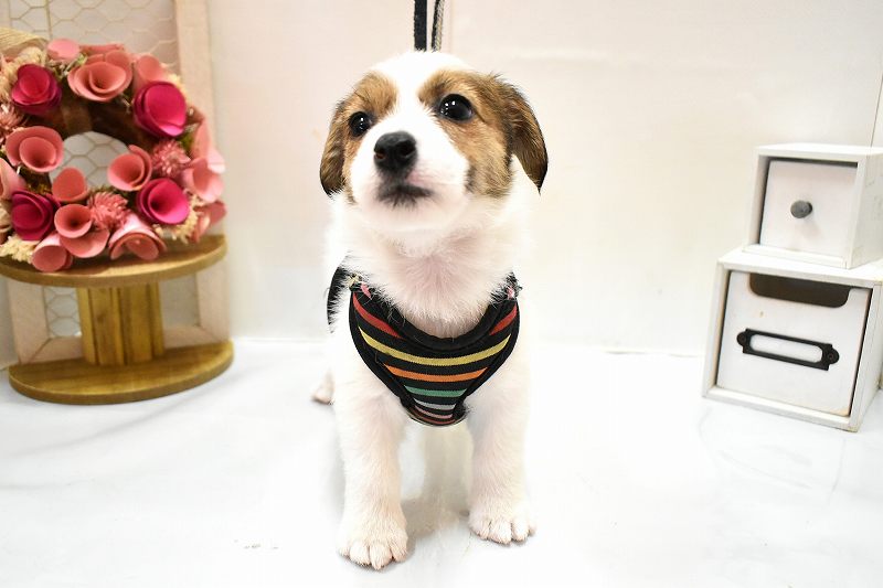 ジャックラッセルテリア26-0272