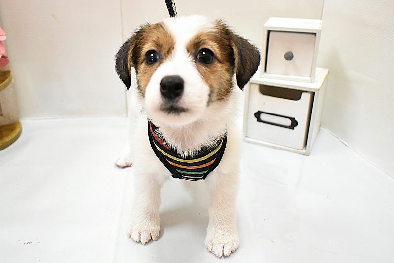 ジャックラッセルテリア26-0272