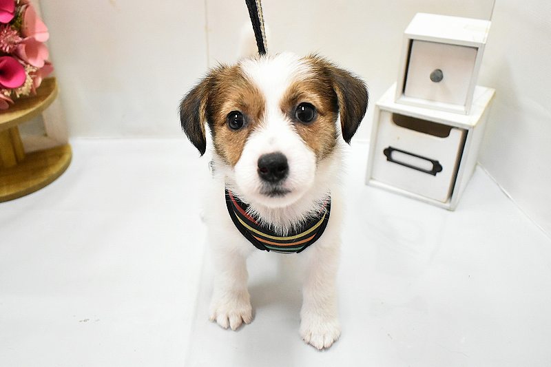 ジャックラッセルテリア26-0272