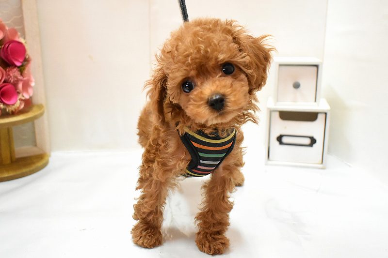 トイプードル26-0274