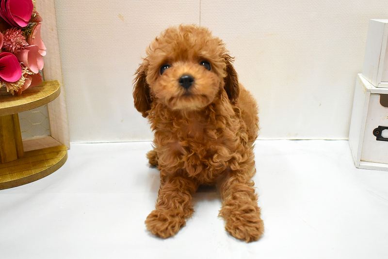 トイプードル26-0274
