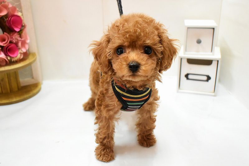 トイプードル26-0274