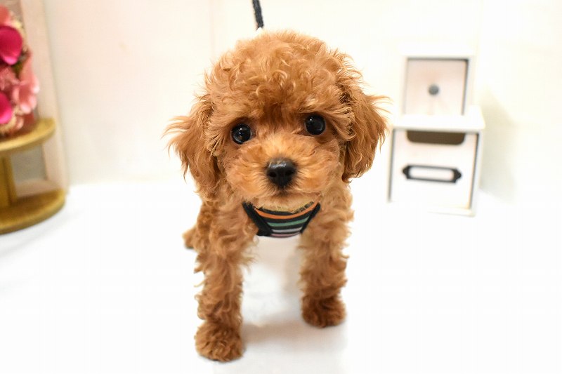 トイプードル26-0274