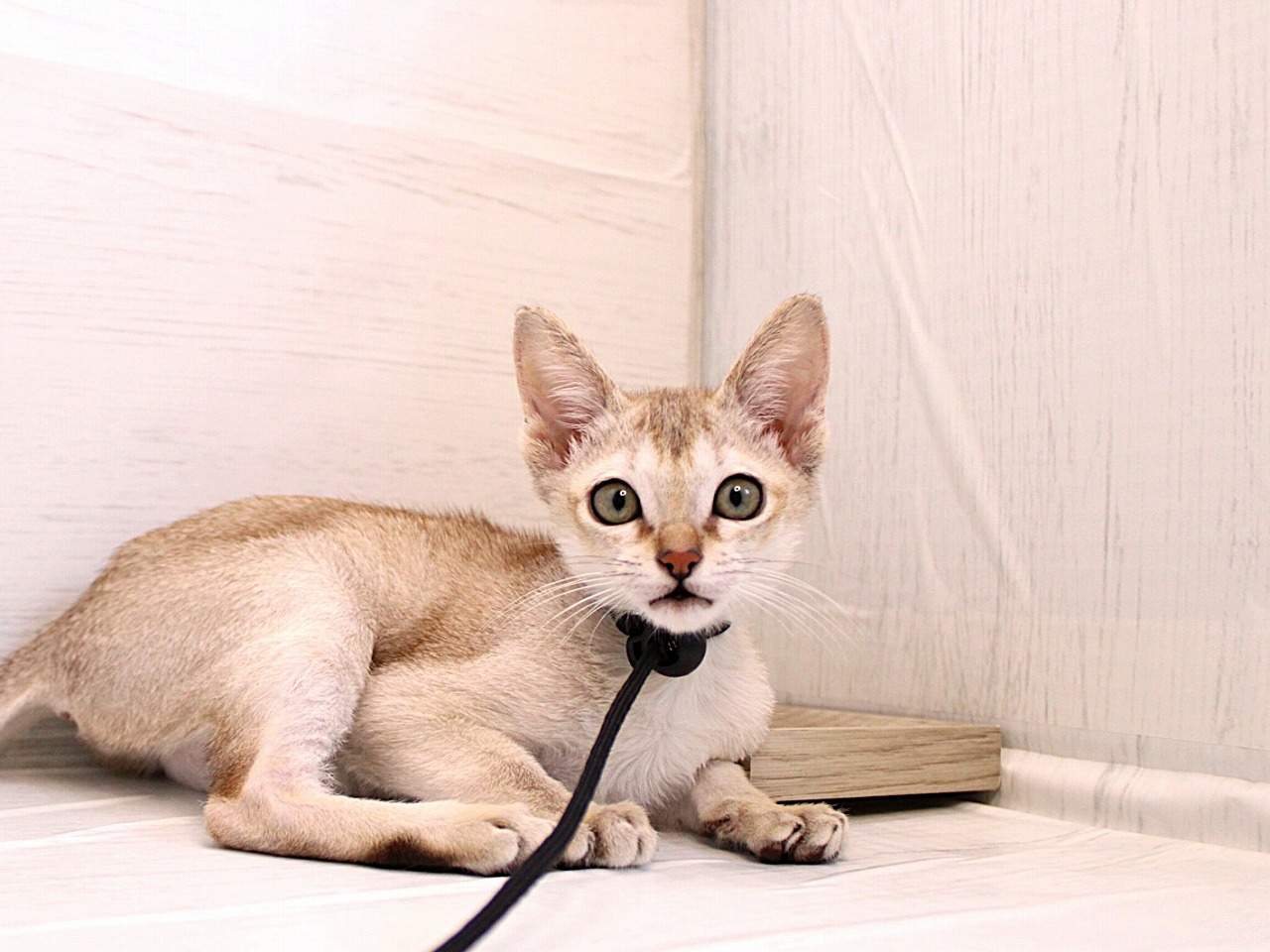 シンガプーラ26-0203