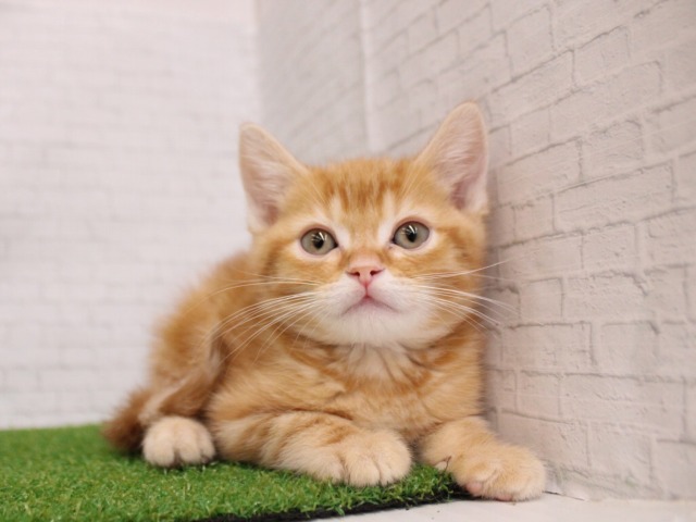 アメリカンショートヘア26-0202