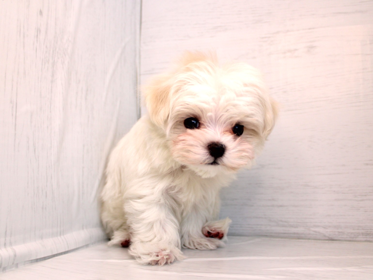 マルチーズ26-0207