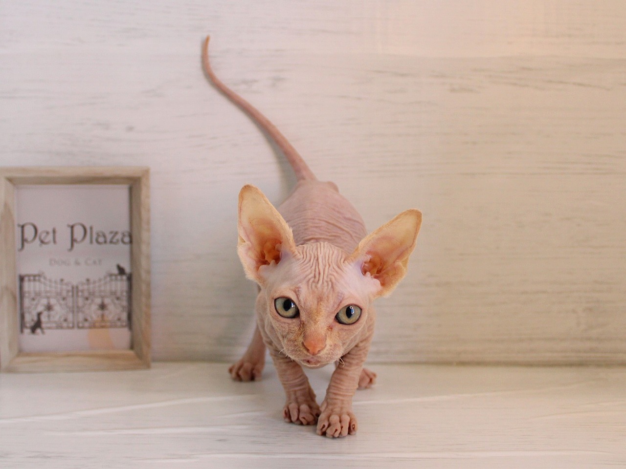 スフィンクス26-0221