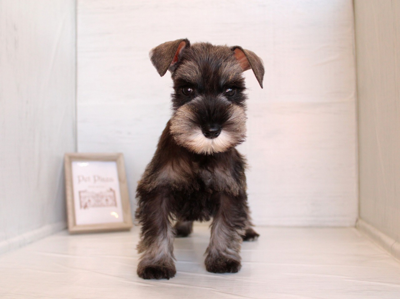 ミニチュアシュナウザー26-0255