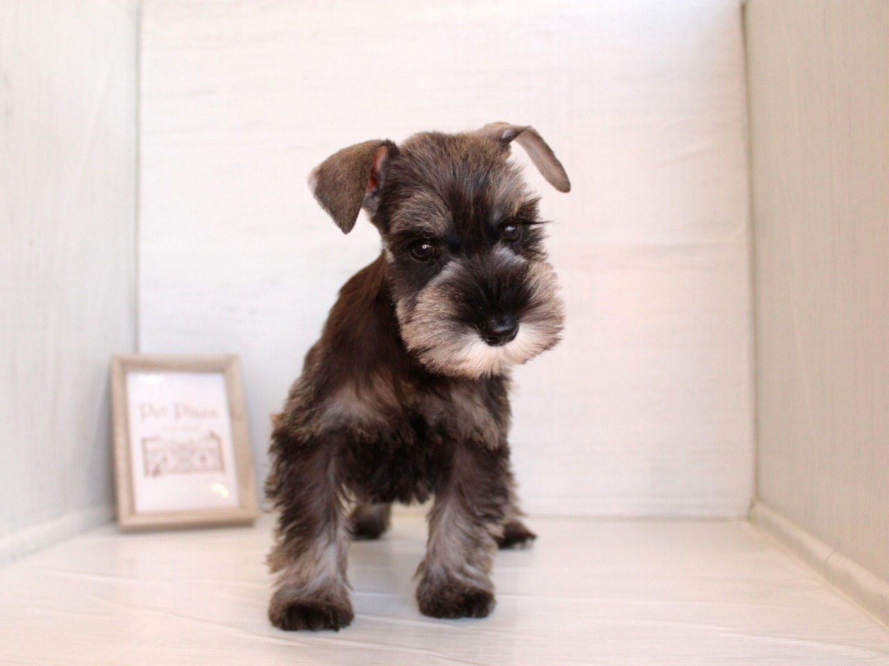 ミニチュアシュナウザー26-0255