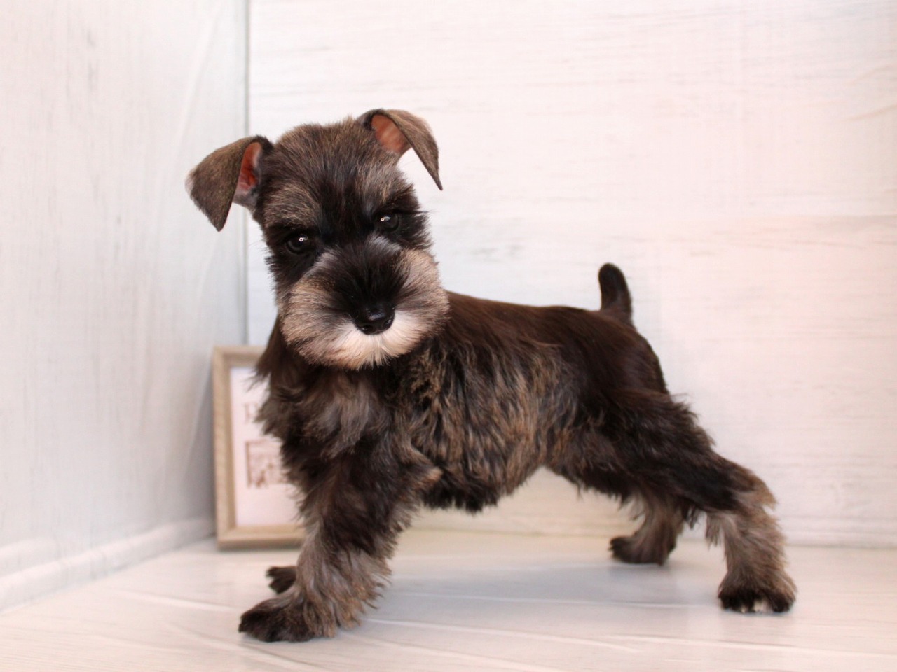 ミニチュアシュナウザー26-0255