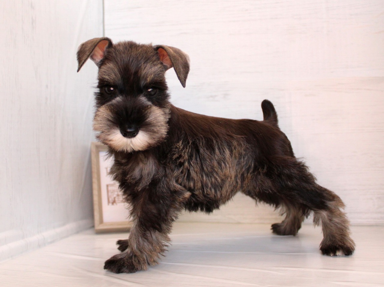 ミニチュアシュナウザー26-0255