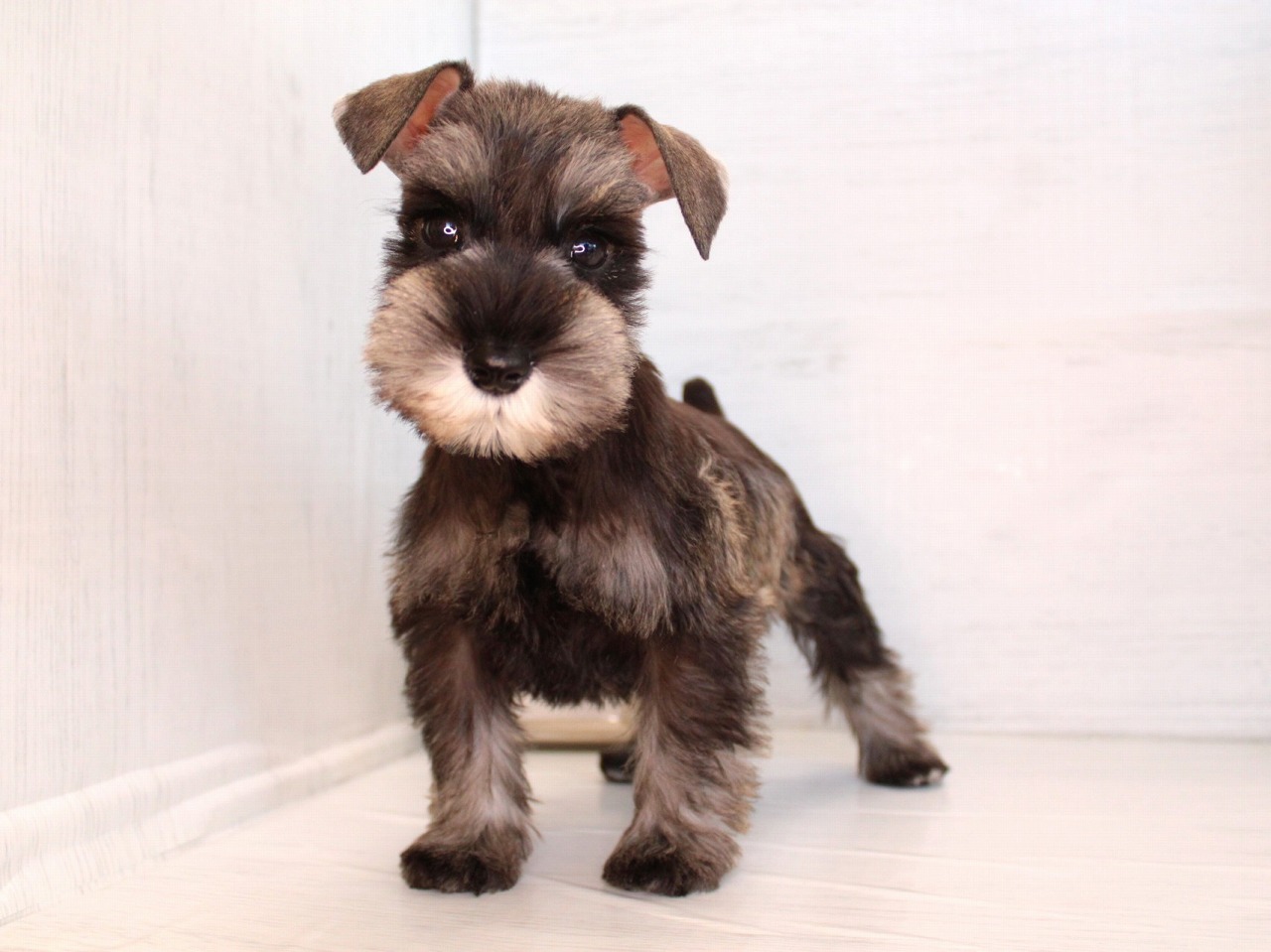 ミニチュアシュナウザー26-0255