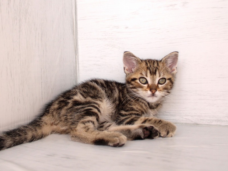 アメリカンショートヘア26-0269