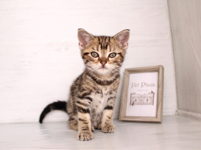 アメリカンショートヘア26-0269